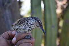 Campylorhynchus jocosus