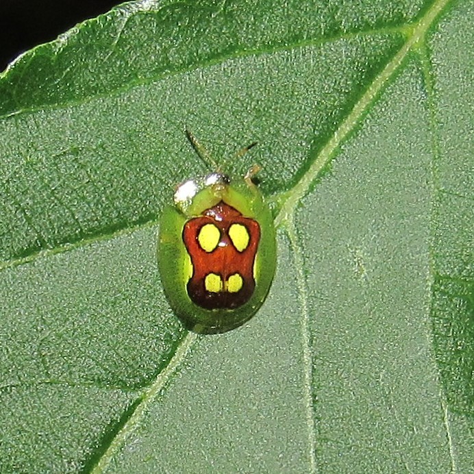 Plagiometriona ludicra