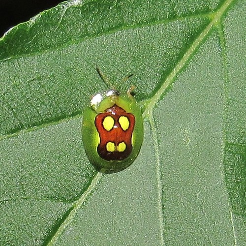Plagiometriona ludicra