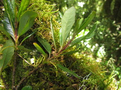 Crinodendron brasiliense