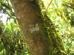 Crinodendron brasiliense