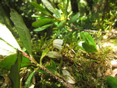 Crinodendron brasiliense