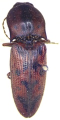 Conoderus pilati