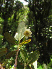 Crinodendron brasiliense