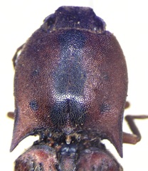 Conoderus pilati