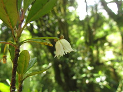 Crinodendron brasiliense