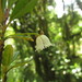 Crinodendron brasiliense - Photo (c) Flora de Santa Catarina, algunos derechos reservados (CC BY-NC), subido por Flora de Santa Catarina