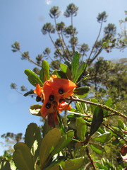 Crinodendron brasiliense