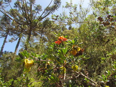 Crinodendron brasiliense