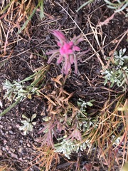 Castilleja purpurea