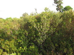 Crinodendron brasiliense