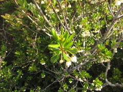Crinodendron brasiliense