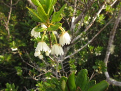 Crinodendron brasiliense