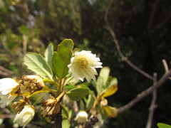 Crinodendron brasiliense