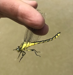 Gomphus schneiderii