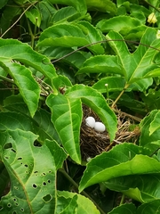 Columbina talpacoti