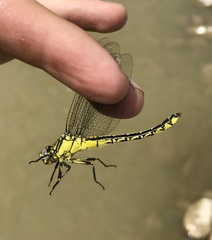 Gomphus schneiderii