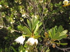 Crinodendron brasiliense