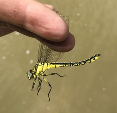 Gomphus schneiderii
