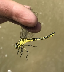 Gomphus schneiderii