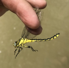 Gomphus schneiderii