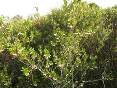 Crinodendron brasiliense