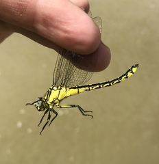 Gomphus schneiderii