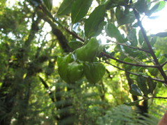 Crinodendron brasiliense