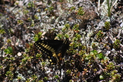 Papilio brevicauda