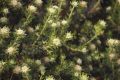 Phylica dioica