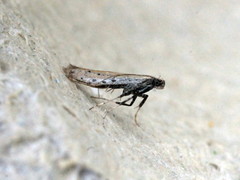 Aspilapteryx tringipennella