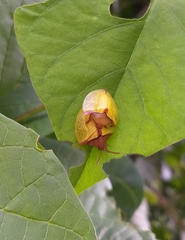 Paraselenis dichroa