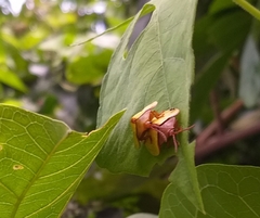 Paraselenis dichroa