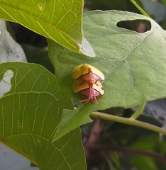 Paraselenis dichroa