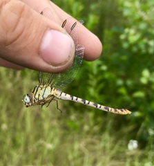 Onychogomphus flexuosus