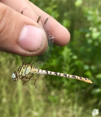 Onychogomphus flexuosus