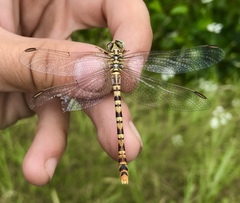 Onychogomphus flexuosus