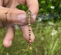 Onychogomphus flexuosus