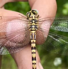 Onychogomphus flexuosus