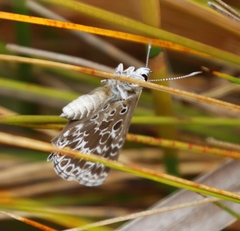 Lepidochrysops trimeni