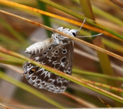 Lepidochrysops trimeni