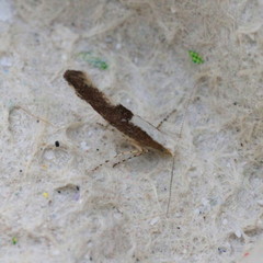Argyresthia semifusca