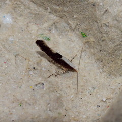 Argyresthia semifusca