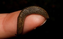 Tandonia cristata