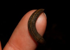Tandonia cristata
