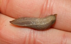 Tandonia cristata