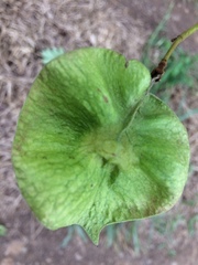 Pterocarpus acapulcensis