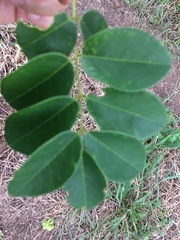 Pterocarpus acapulcensis