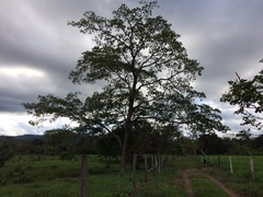 Pterocarpus acapulcensis