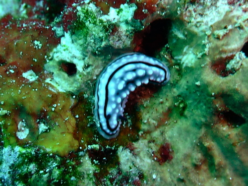 Domino Nudibranch (Phyllidiella zeylanica)